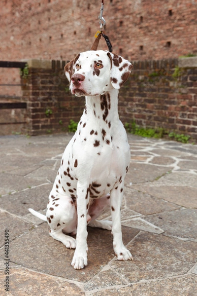 Fototapeta Dalmata in posa
