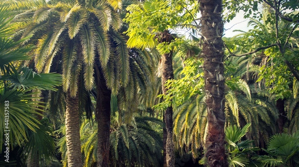 Fototapeta Palm trees, memory of southern countries