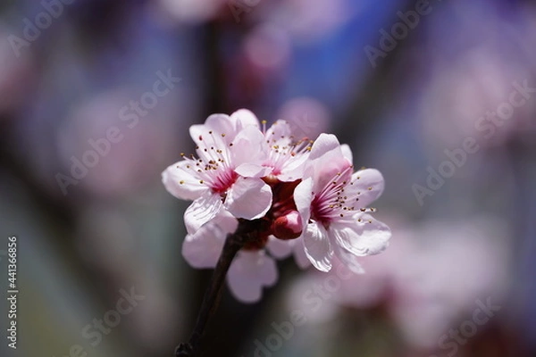 Fototapeta pink blossom