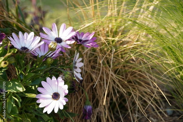 Obraz flowers in the garden