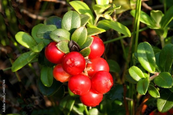 Obraz Mountain cranberry fruit
