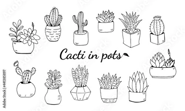 Fototapeta Set of hand drawn cacti and succulents. Collection of plants in pots. Spiny desert plants, cactus flowers and tropical plants. Hand-drawn illustration in a sketch style.