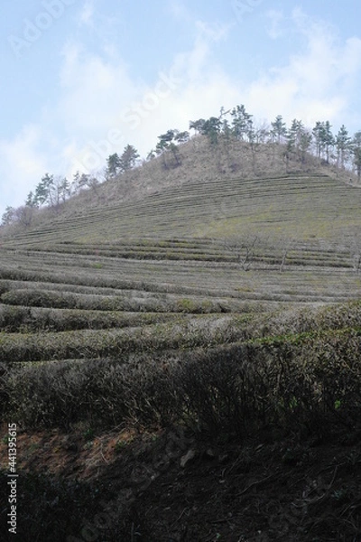 Fototapeta 한국 보성 녹차 밭의 풍경