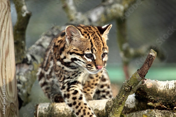 Obraz Ocelot dans la neige 