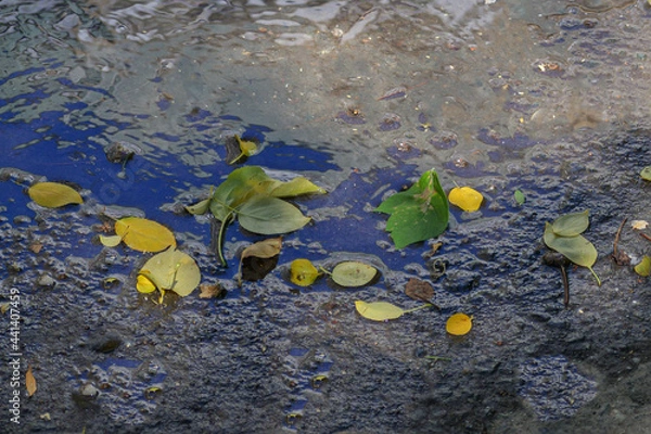 Fototapeta Fallen leaves on wet asphalt after heavy rain