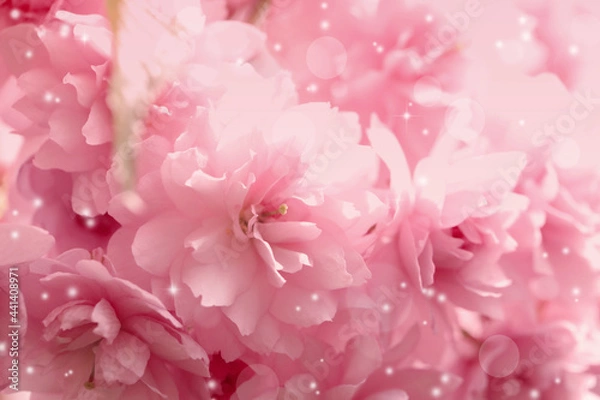 Fototapeta Beautiful pink sakura blossom as background, closeup