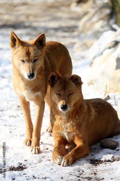 Obraz Dingo dans la neige 