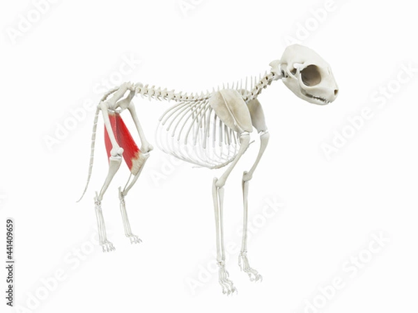 Obraz 3d rendered illustration of the cats muscle anatomy - gracilis