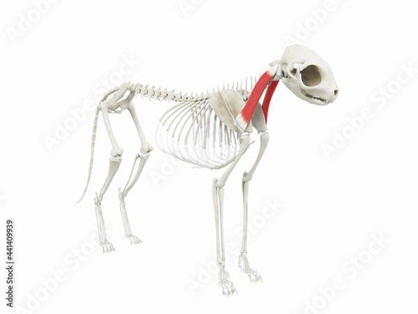 Obraz 3d rendered illustration of the cats muscle anatomy - omotransversarius