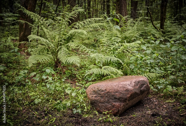 Obraz moss on the stone