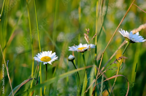 Obraz daisies in the grass