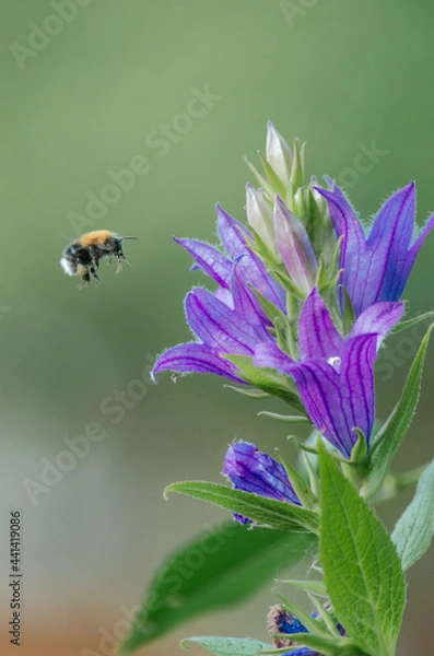 Obraz Bumblebee on a flower