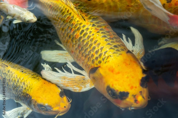 Obraz Fancy carp swimming in a pond. Fancy Carps Fish or Koi Swim in Pond, Movement of Swimming and Space.