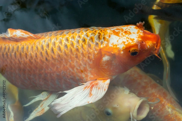Obraz Fancy carp swimming in a pond. Fancy Carps Fish or Koi Swim in Pond, Movement of Swimming and Space.