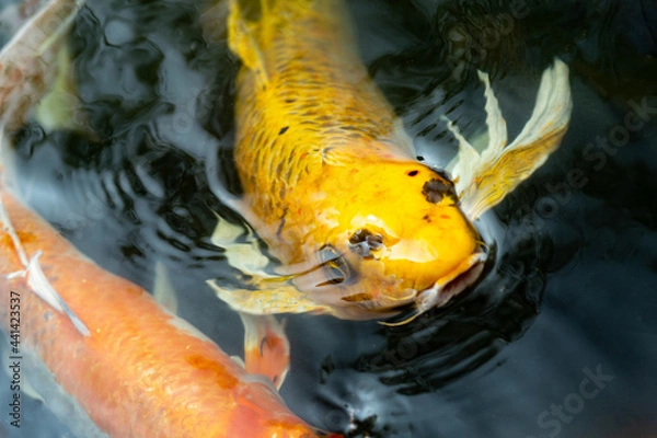 Obraz Fancy carp swimming in a pond. Fancy Carps Fish or Koi Swim in Pond, Movement of Swimming and Space.
