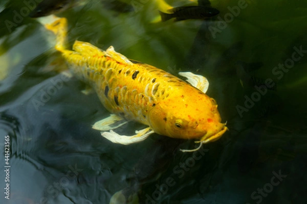 Obraz Fancy carp swimming in a pond. Fancy Carps Fish or Koi Swim in Pond, Movement of Swimming and Space.