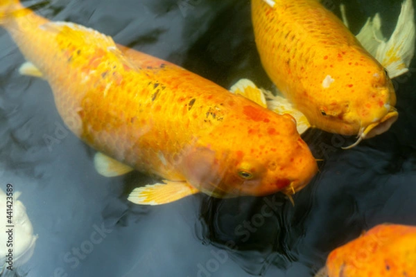 Obraz Fancy carp swimming in a pond. Fancy Carps Fish or Koi Swim in Pond, Movement of Swimming and Space.