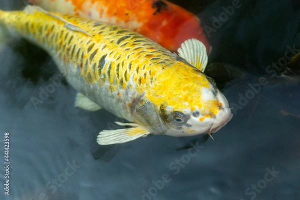 Obraz Fancy carp swimming in a pond. Fancy Carps Fish or Koi Swim in Pond, Movement of Swimming and Space.