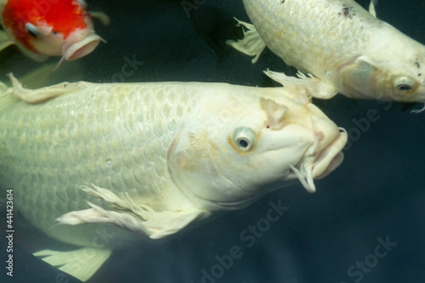 Obraz Fancy carp swimming in a pond. Fancy Carps Fish or Koi Swim in Pond, Movement of Swimming and Space.