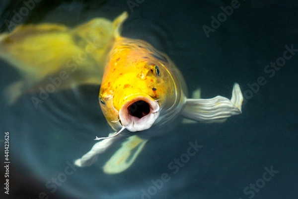 Obraz Fancy carp swimming in a pond. Fancy Carps Fish or Koi Swim in Pond, Movement of Swimming and Space.