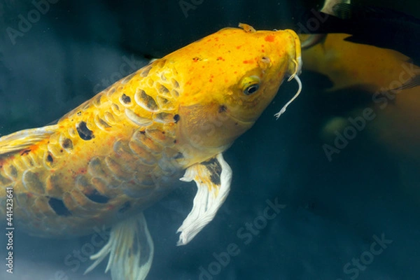 Obraz Fancy carp swimming in a pond. Fancy Carps Fish or Koi Swim in Pond, Movement of Swimming and Space.