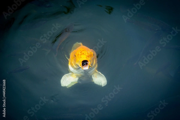 Obraz Fancy carp swimming in a pond. Fancy Carps Fish or Koi Swim in Pond, Movement of Swimming and Space.