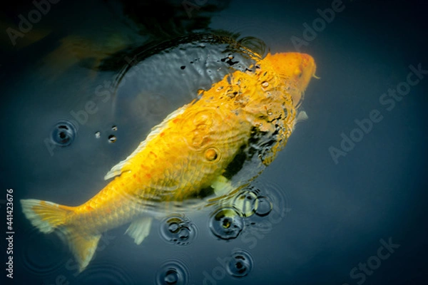 Obraz Fancy carp swimming in a pond. Fancy Carps Fish or Koi Swim in Pond, Movement of Swimming and Space.