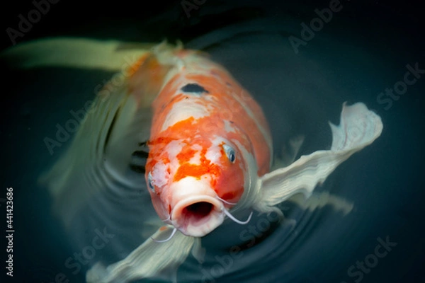Obraz Fancy carp swimming in a pond. Fancy Carps Fish or Koi Swim in Pond, Movement of Swimming and Space.