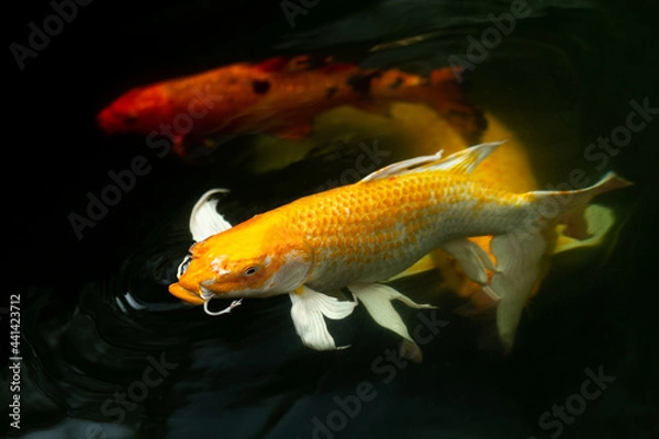 Obraz Fancy carp swimming in a pond. Fancy Carps Fish or Koi Swim in Pond, Movement of Swimming and Space.