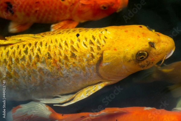 Obraz Fancy carp swimming in a pond. Fancy Carps Fish or Koi Swim in Pond, Movement of Swimming and Space.
