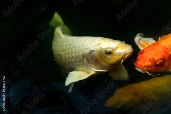 Obraz Fancy carp swimming in a pond. Fancy Carps Fish or Koi Swim in Pond, Movement of Swimming and Space.