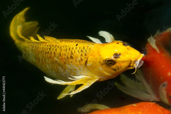 Obraz Fancy carp swimming in a pond. Fancy Carps Fish or Koi Swim in Pond, Movement of Swimming and Space.