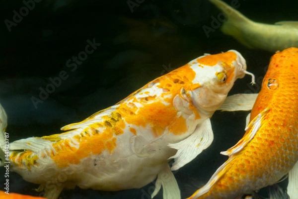 Obraz Fancy carp swimming in a pond. Fancy Carps Fish or Koi Swim in Pond, Movement of Swimming and Space.