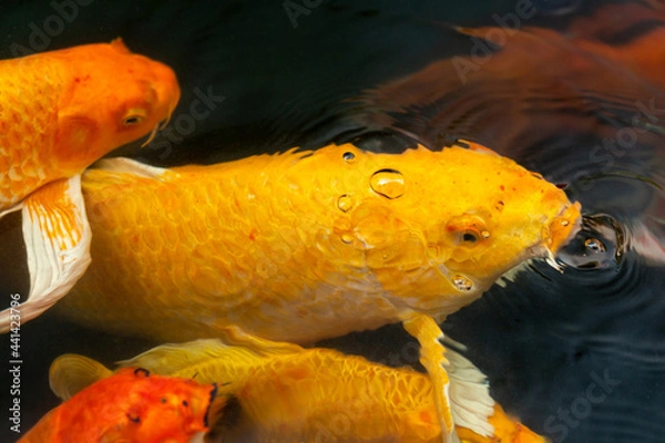 Obraz Fancy carp swimming in a pond. Fancy Carps Fish or Koi Swim in Pond, Movement of Swimming and Space.