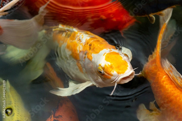 Obraz Fancy carp swimming in a pond. Fancy Carps Fish or Koi Swim in Pond, Movement of Swimming and Space.
