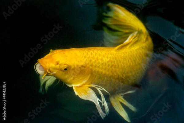 Obraz Fancy carp swimming in a pond. Fancy Carps Fish or Koi Swim in Pond, Movement of Swimming and Space.