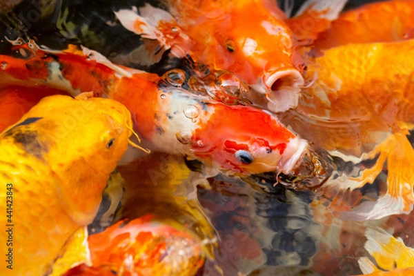 Obraz Fancy carp swimming in a pond. Fancy Carps Fish or Koi Swim in Pond, Movement of Swimming and Space.