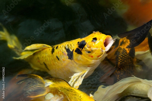 Obraz Fancy carp swimming in a pond. Fancy Carps Fish or Koi Swim in Pond, Movement of Swimming and Space.