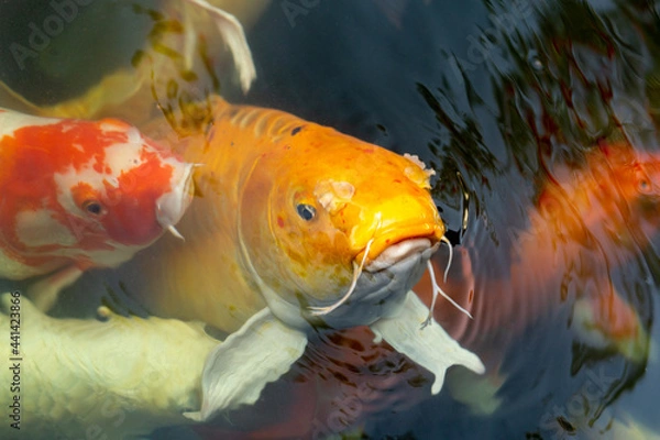 Obraz Fancy carp swimming in a pond. Fancy Carps Fish or Koi Swim in Pond, Movement of Swimming and Space.