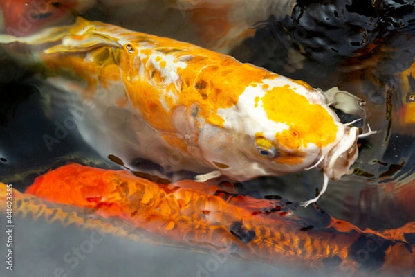 Obraz Fancy carp swimming in a pond. Fancy Carps Fish or Koi Swim in Pond, Movement of Swimming and Space.