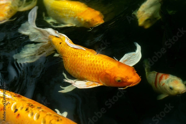 Obraz Fancy carp swimming in a pond. Fancy Carps Fish or Koi Swim in Pond, Movement of Swimming and Space.