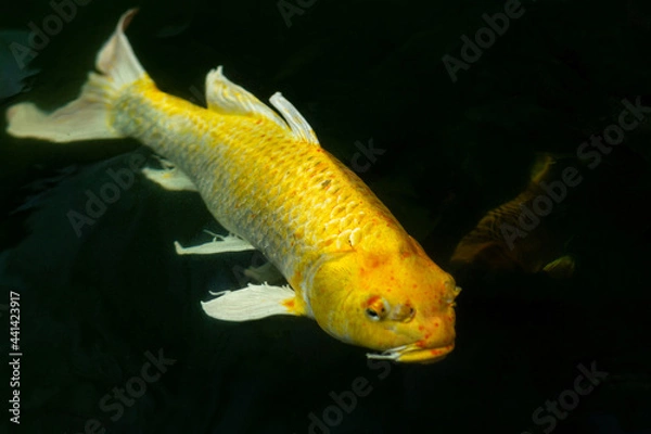 Obraz Fancy carp swimming in a pond. Fancy Carps Fish or Koi Swim in Pond, Movement of Swimming and Space.