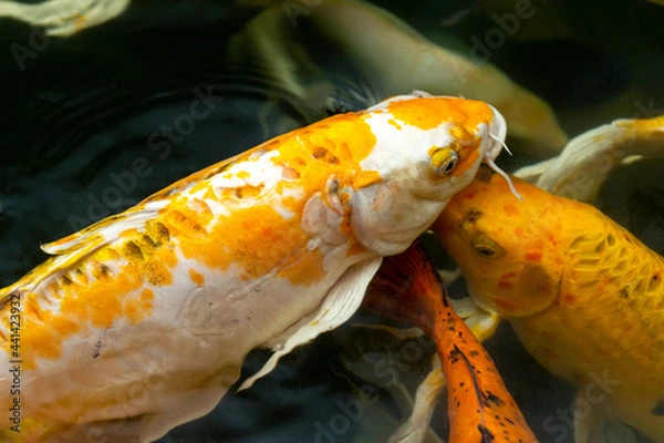 Obraz Fancy carp swimming in a pond. Fancy Carps Fish or Koi Swim in Pond, Movement of Swimming and Space.