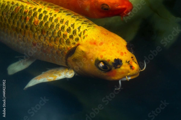 Obraz Fancy carp swimming in a pond. Fancy Carps Fish or Koi Swim in Pond, Movement of Swimming and Space.