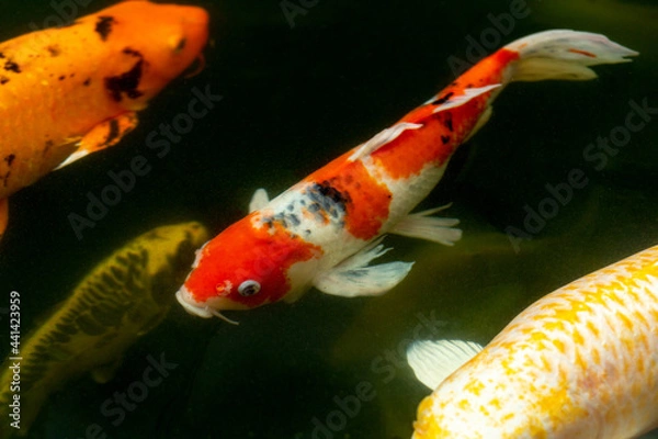 Obraz Fancy carp swimming in a pond. Fancy Carps Fish or Koi Swim in Pond, Movement of Swimming and Space.