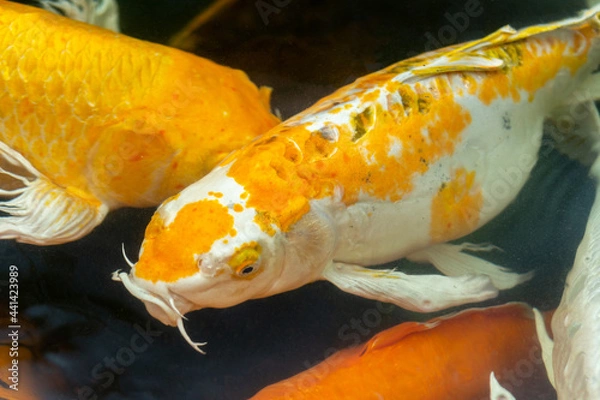 Obraz Fancy carp swimming in a pond. Fancy Carps Fish or Koi Swim in Pond, Movement of Swimming and Space.