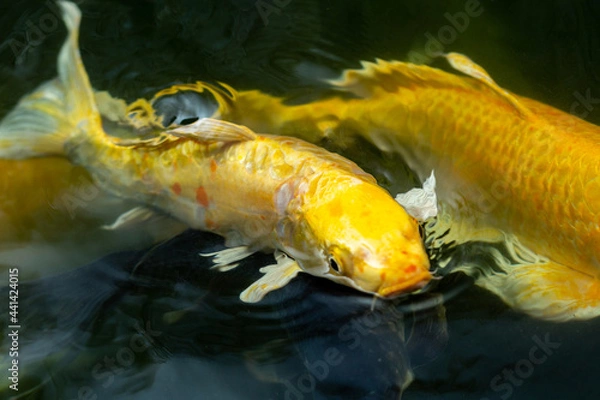 Obraz Fancy carp swimming in a pond. Fancy Carps Fish or Koi Swim in Pond, Movement of Swimming and Space.
