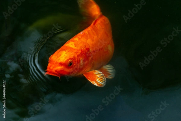 Obraz Fancy carp swimming in a pond. Fancy Carps Fish or Koi Swim in Pond, Movement of Swimming and Space.
