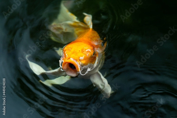 Obraz Fancy carp swimming in a pond. Fancy Carps Fish or Koi Swim in Pond, Movement of Swimming and Space.