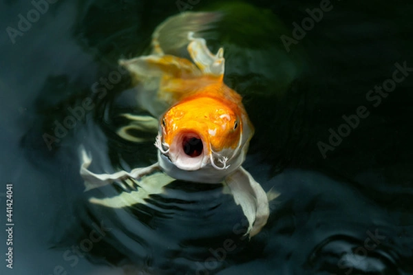 Obraz Fancy carp swimming in a pond. Fancy Carps Fish or Koi Swim in Pond, Movement of Swimming and Space.